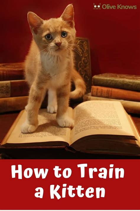 How to train a kitten. Things To Know About How to train a kitten. 